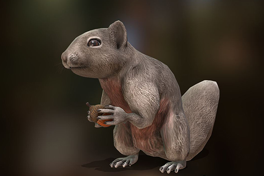 Squirrel